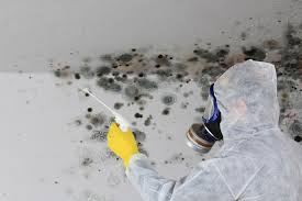  Kelly Ridge, CA Mold Removal & Remediation Pros